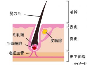 毛根イラスト