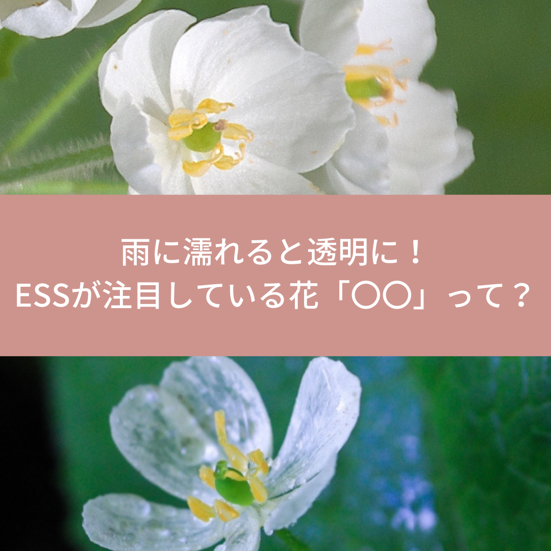 雨に濡れると透明になる神秘的な花 にessが注目する理由とは 株式会社 イー エス エス